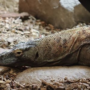 Komodo Dragon
