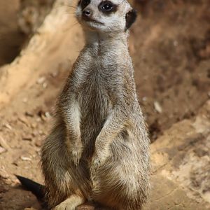 Meerkat