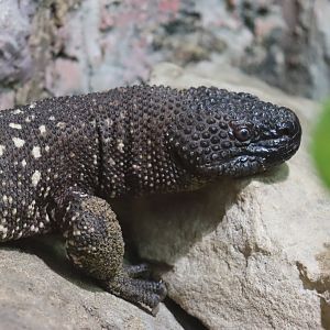 Rio Fuerte Beaded Lizard