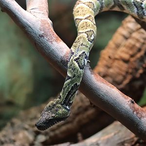 Madagascar Tree Boa