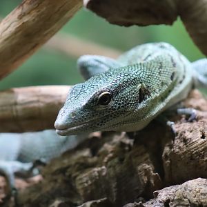 Emerald Tree Monitor