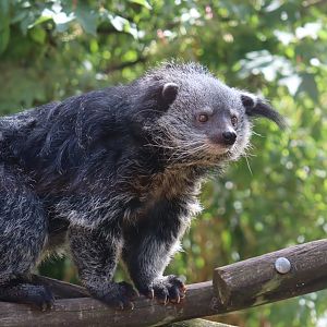 Binturong