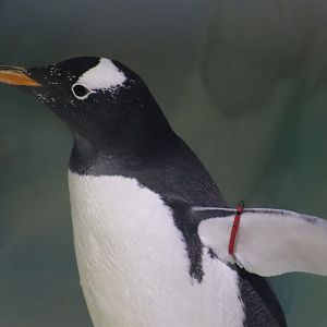 Sub-Antarctic Gentoo Penguin