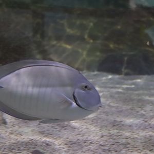 Striped Doctorfish