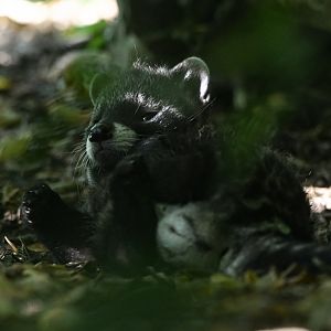 African civet cub