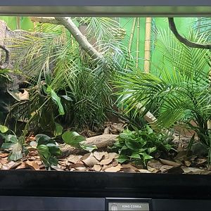 Aug. 2025 - Reptile House - New King Cobra Exhibit