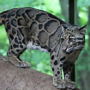 Clouded Leopard