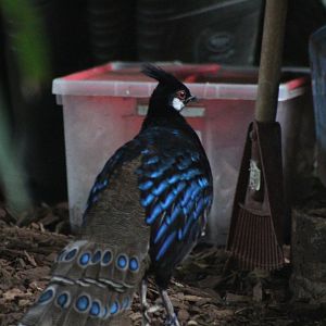 Palawan Peacock-Pheasant