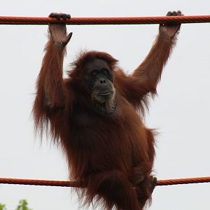 Sumatran Orangutan - Puppe