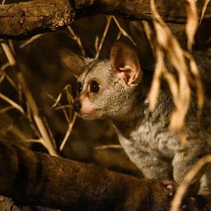 Thick-tailed greater galago