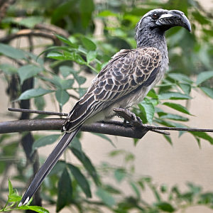African grey hornbill
