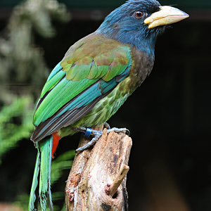 Great barbet (Psilopogon virens)