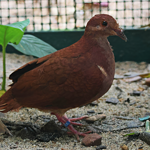 Lesser Antilles Ruddy quail-dove (Geotrygon montana martinica)