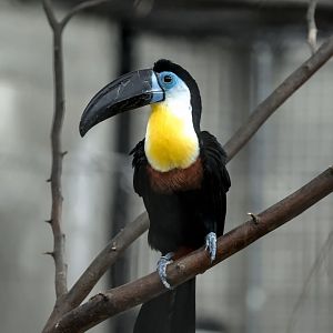 Channel-billed Toucan