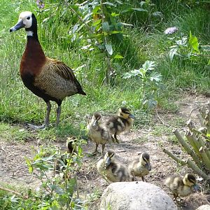 White-faced Whistling Duck and ducklings, 26th July 2025