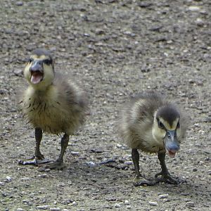 White-faced Whistling ducklings, 26th July 2025