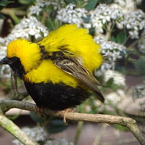 Napoleon Weaver, 26th July 2025