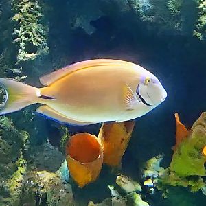 Can anyone identity this fish?