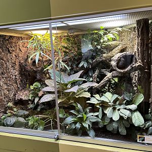 Green keeled-bellied lizard exhibit 13.7.25