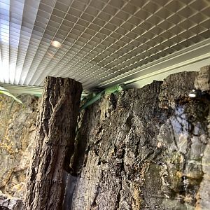 Green keel-bellied lizard 13.7.25