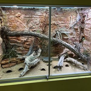 Morrocan greeb toad exhibit 13.7.25