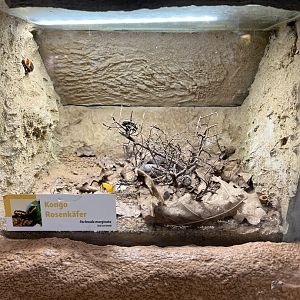 Sun beetle exhibit 13.7.25