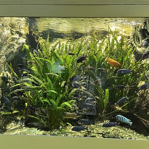 Cichlid tank 13.7.25