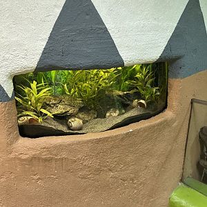 Pond snail exhibit 13.7.25