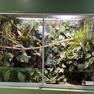 Yellow-headed day gecko exhibit 13.7.25