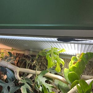 Yellow-headed day gecko 13.7.25