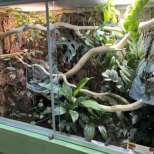 Electric blue gecko exhibit 13.7.25