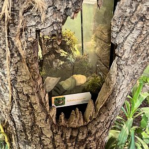 Giant african land snail log exhibit 13.7.25