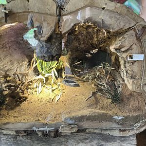 Kenyan sand boa log exhibit 13.7.25