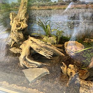 South African bullfrog exhibit 13.7.25