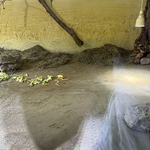 African spurred tortoise indoors 13.7.25