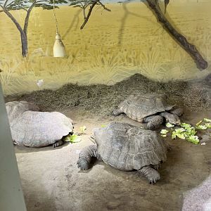 African spurred tortoises 13.7.25