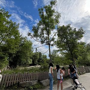 View of ring-tailed lemur freeroaming climbing frames 13.7.25