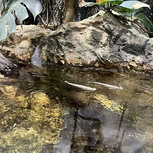 Four eyed fish 13.7.25