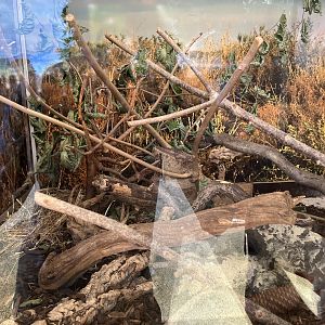 Steppe vole exhibit 13.7.25