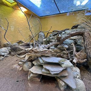 Ocellated lizard exhibit 13.7.25
