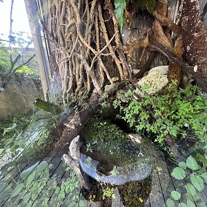 Fire salamander exhibit 13.7.25