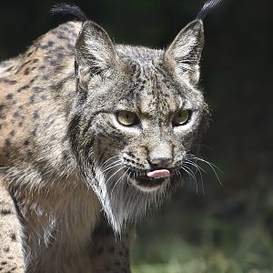 Iberian Lynx (Lynx pardinus) female - "Fabula"