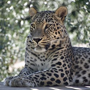 Persian Leopard (Panthera pardus tulliana)