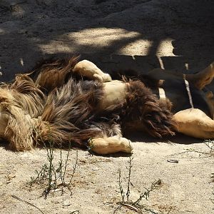 Southwest African Lion (Panthera leo bleyenberghi) male napping