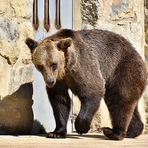 European Brown Bear (Ursus arctos arctos)