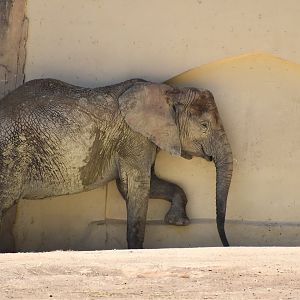 South African Elephant (Loxodonta africana africana)