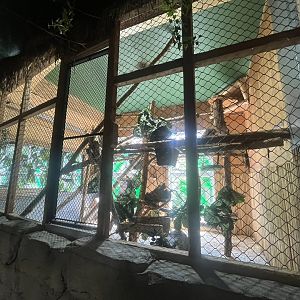 Southern Tamandua indoor exhibit