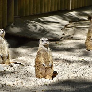 Meerkats (Suricata suricatta)