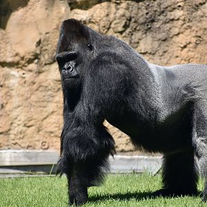 Western Lowland Gorilla (Gorilla gorilla gorilla) male