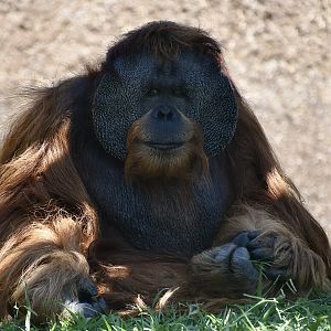 Sumatran Orangutan (Pongo abelii) male